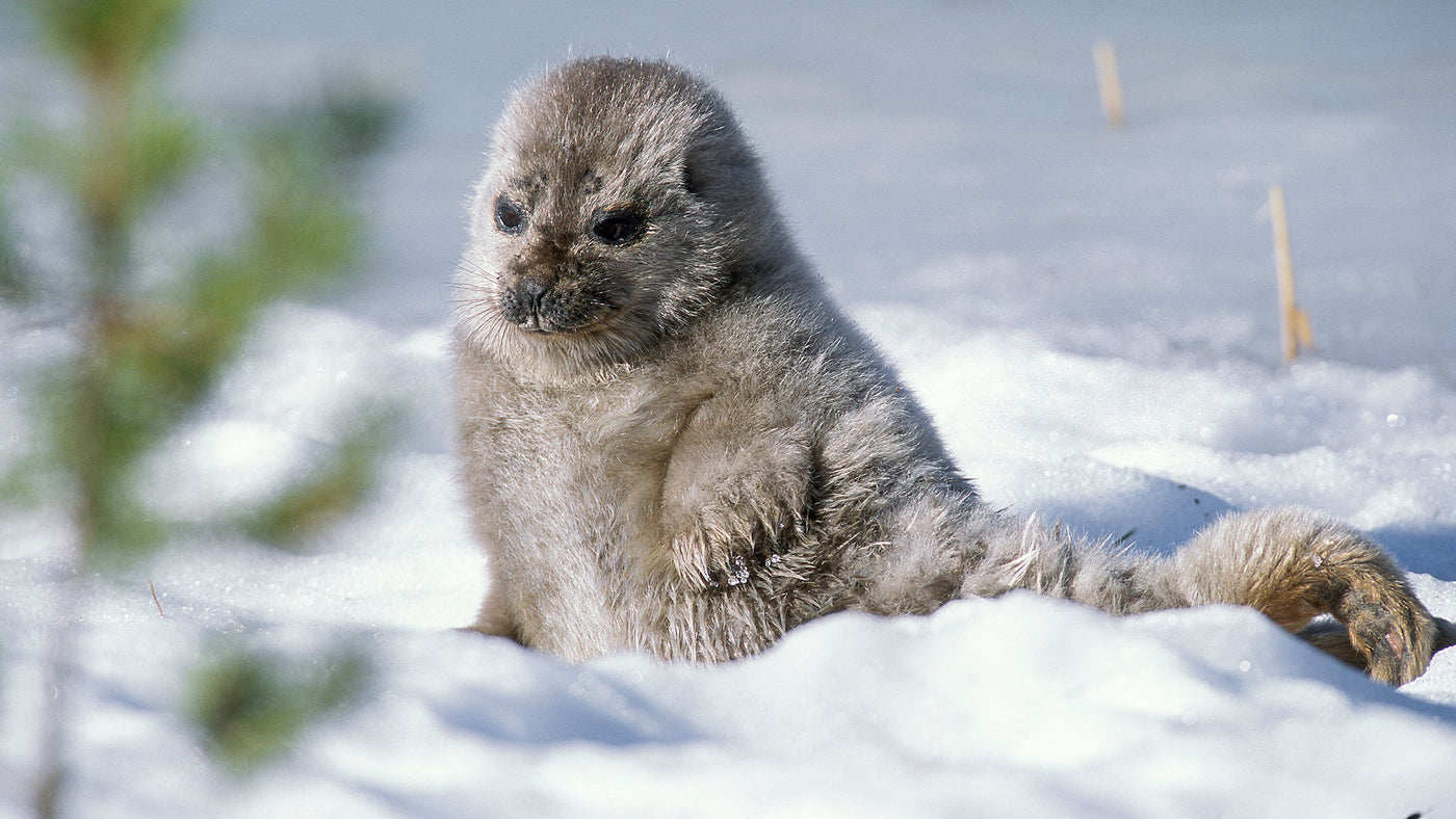 WWF Finland — Finland